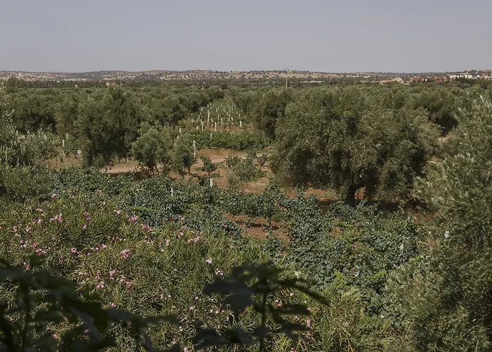 Ryad De Vignes \